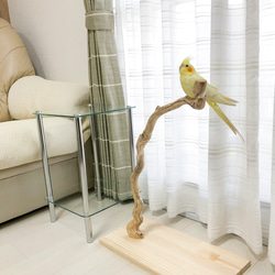 中型鳥さん用】オカメさんにぴったりな♡バードスタンド