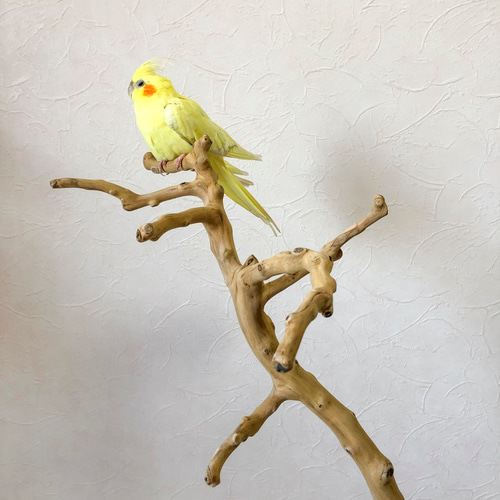 流木の止まり木】高さ100cm超えの大型バードスタンド 鳥 インコ止まり