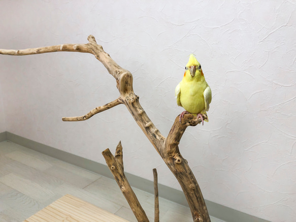 【流木止まり木】適度な高さとたくさんの枝でアレンジを楽しめるインコの止まり木！ 2枚目の画像