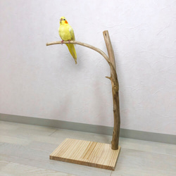 【流木の止まり木】小鳥 バードスタンド！高さもありスリムな止まり木 1枚目の画像