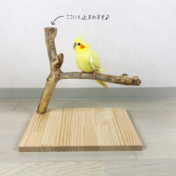 【流木止まり木】小鳥 バードスタンド 使いやすい形と平な座れる台座の枝あり！ 1枚目の画像