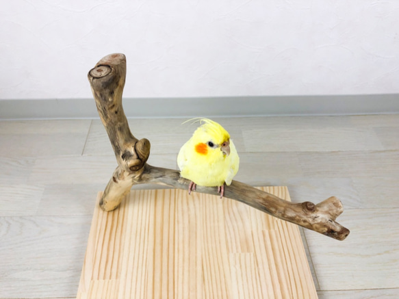 【流木止まり木】小鳥 バードスタンド 使いやすい形と平な座れる台座の枝あり！ 8枚目の画像
