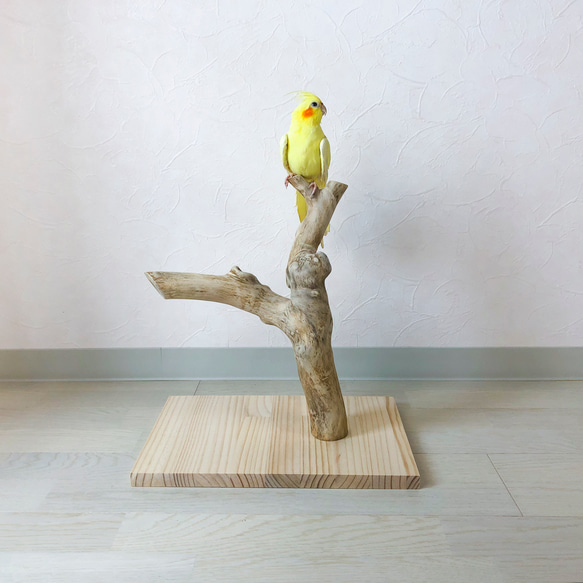 【流木止まり木】鳥 バードスタンド コンパクトで太めの枝でアッシュカラーが渋いとまり木 2枚目の画像