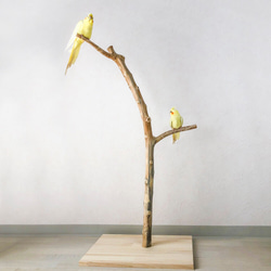 【流木止まり木】高低差のある2つの枝！高さ約95cmの大型バードスタンド 鳥 インコ止まり木 1枚目の画像