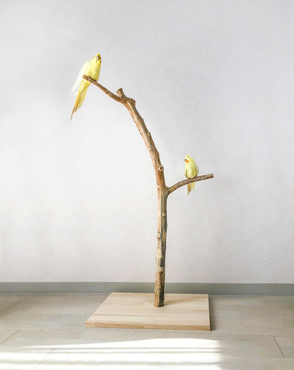 【流木止まり木】高低差のある2つの枝！高さ約95cmの大型バードスタンド 鳥 インコ止まり木 1枚目の画像