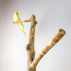 【流木止まり木】高低差のある2つの枝！高さ約95cmの大型バードスタンド 鳥 インコ止まり木 2枚目の画像