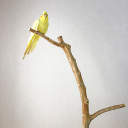 【流木止まり木】高低差のある2つの枝！高さ約95cmの大型バードスタンド 鳥 インコ止まり木 3枚目の画像