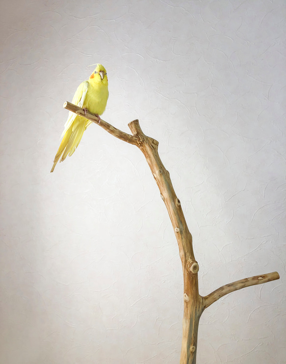 【流木止まり木】高低差のある2つの枝！高さ約95cmの大型バードスタンド 鳥 インコ止まり木 3枚目の画像