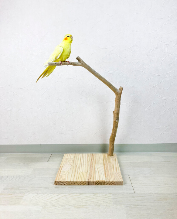 【流木止まり木】小鳥 バードスタンド！程よい高さとシンプルな止まり木 1枚目の画像