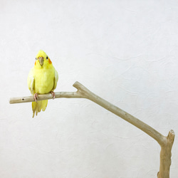 【流木止まり木】小鳥 バードスタンド！程よい高さとシンプルな止まり木 2枚目の画像