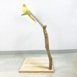 【流木止まり木】小鳥 バードスタンド！程よい高さとシンプルな止まり木 7枚目の画像
