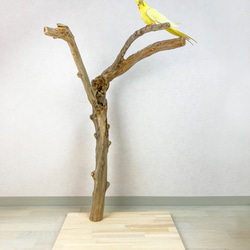 【流木止まり木】荒々しい迫力あるフォルム！鳥 中型〜大型インコにおすすめ！ 10枚目の画像