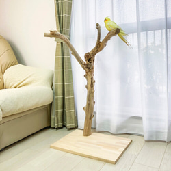 流木止まり木】荒々しい迫力あるフォルム！鳥 中型〜大型インコに