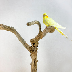 【流木止まり木】荒々しい迫力あるフォルム！鳥 中型〜大型インコにおすすめ！ 3枚目の画像