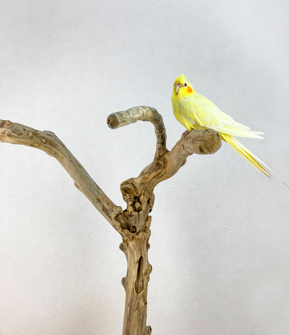 【流木止まり木】荒々しい迫力あるフォルム！鳥 中型〜大型インコにおすすめ！ 3枚目の画像