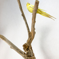 【流木止まり木】荒々しい迫力あるフォルム！鳥 中型〜大型インコにおすすめ！ 4枚目の画像