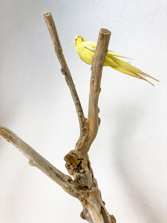 【流木止まり木】荒々しい迫力あるフォルム！鳥 中型〜大型インコにおすすめ！ 4枚目の画像