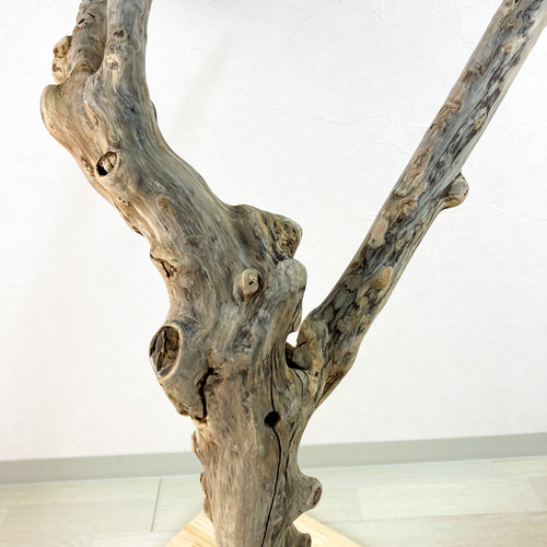 流木止まり木】荒々しい迫力あるフォルム！鳥 中型〜大型インコに