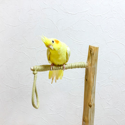 【流木止まり木】鳥 インコ 高低差のあるツリー型止まり木！ 6枚目の画像