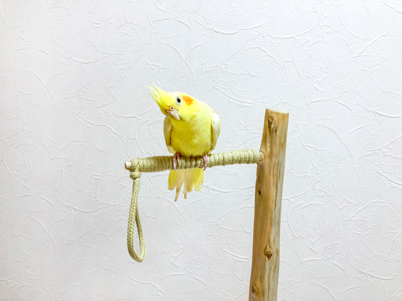 【流木止まり木】鳥 インコ 高低差のあるツリー型止まり木！ 6枚目の画像