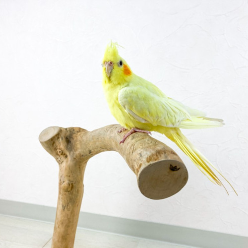 【中型鳥さん用】オカメさんにぴったりな♡バードスタンド 流木の止まり木】鳥 大型バードスタンド ヨウム、オウム、中型