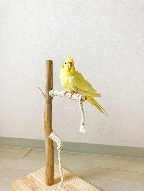 【流木止まり木】鳥 インコ 可愛いサイズ感の止まり木！ 2枚目の画像