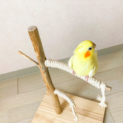 【流木止まり木】鳥 インコ 可愛いサイズ感の止まり木！ 3枚目の画像