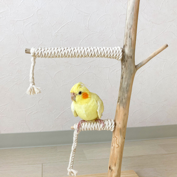 【流木止まり木】鳥 インコ 可愛いサイズ感の止まり木！ 4枚目の画像