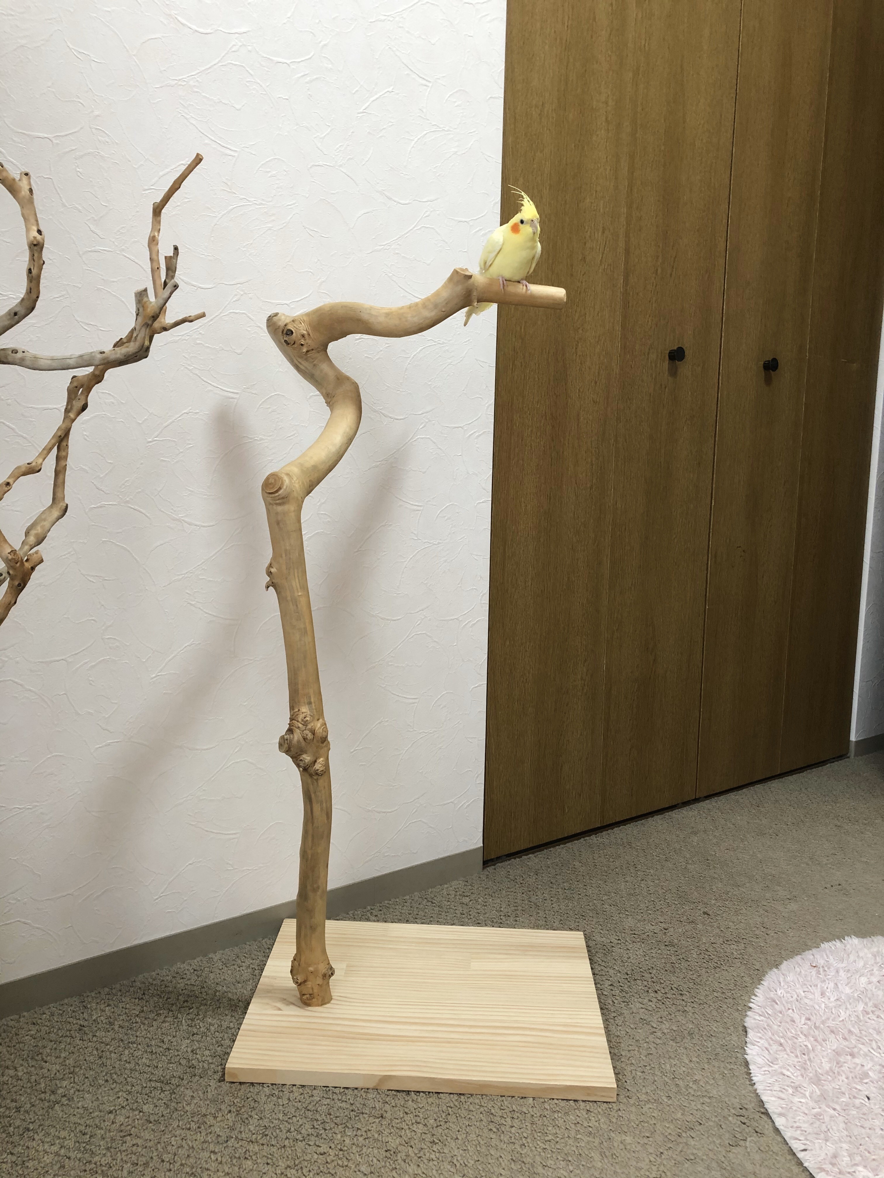 流木の止まり木】鳥 大型バードスタンド ヨウム、オウム、中型