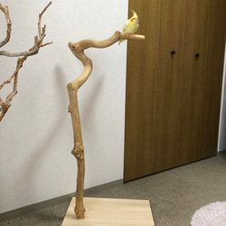 楽天市場】インコ 遊び場 インコ用オカメ バードウッドプレイ