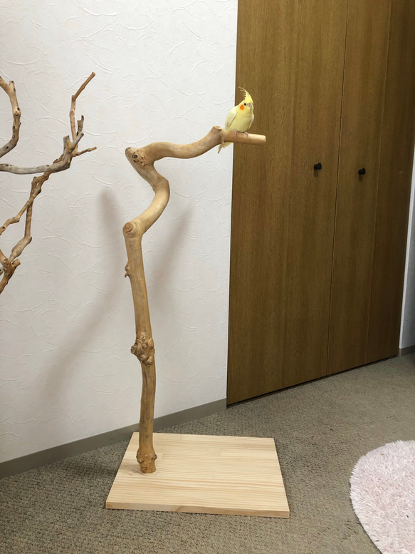 止まり木(大型オウム&インコ用) 楽天市場】オウム オープン 止まり木 インコ とまり木 小鳥