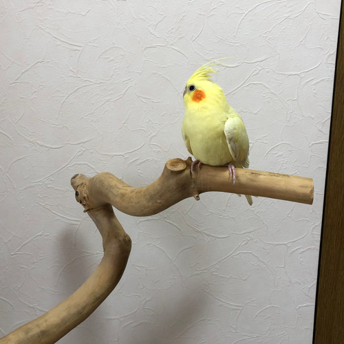 Amazon | 止まり木 バードスタンド 天然木材 鳥 小鳥 文鳥