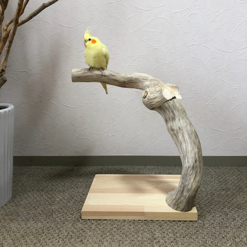 流木の止まり木】鳥 バードスタンド 存在感ある太い木と色が魅力