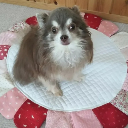 わんちゃんマット⭐にゃんちゃんにも☆お花みたいなマット☆カフェやお