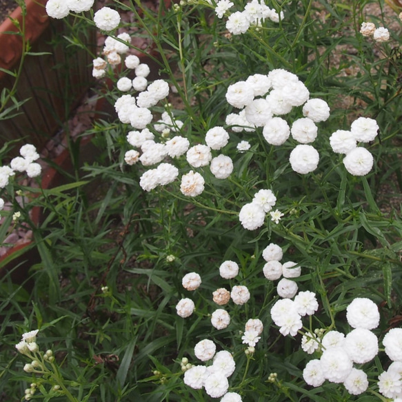 アキレア花冠リース　ブローチ　～平和～ 4枚目の画像
