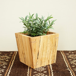 木製 鉢カバー（3号鉢用）樫材　植木鉢カバー スポルテッド 1枚目の画像