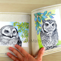 Owl ~フクロウ画集~ 6枚目の画像