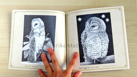 Owl ~フクロウ画集~ 7枚目の画像