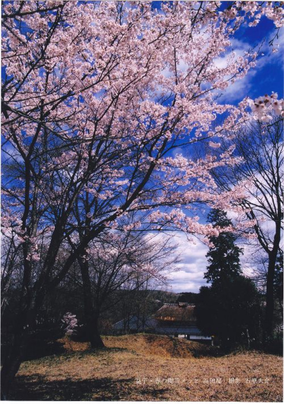 ポスター　益子・陶芸メッセの桜 1枚目の画像