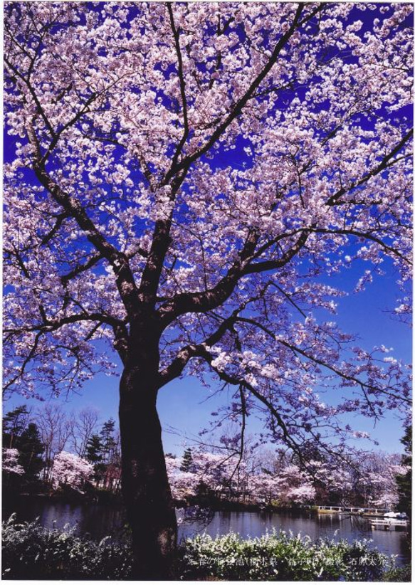 ポスター　桜と池 1枚目の画像