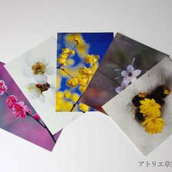 ポストカード5枚組　早春の花 1枚目の画像