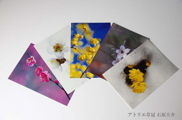 ポストカード5枚組　早春の花 1枚目の画像