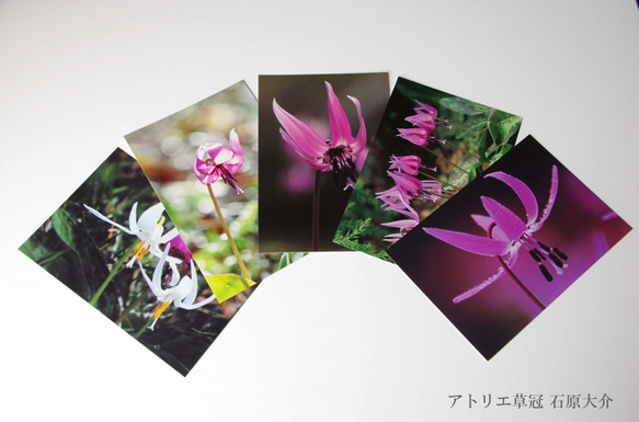 ポストカード5枚組　春の花カタクリ 1枚目の画像