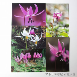 ポストカード5枚組　春の花カタクリ 2枚目の画像