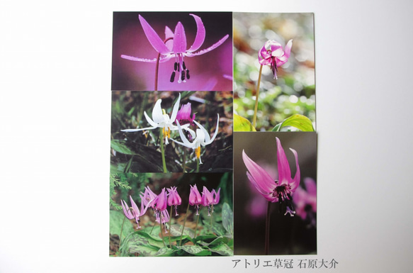 ポストカード5枚組　春の花カタクリ 2枚目の画像