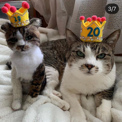 羊毛フェルト　猫　オーダーメイド　受け付け　 7枚目の画像