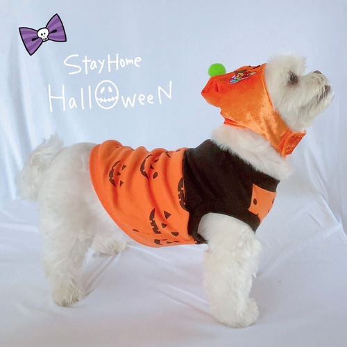ぶんちゃん、ハロウィン仮装♥️ベッドドレス、わんちゃん猫ちゃん用 かぼちゃ ハロウィン 被り物 わんちゃん・ねこちゃん ペット服