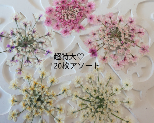 超特大20枚♡レースフラワー押し花アソート その他素材 tu-tu