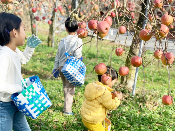 ギフト可｜誕生日｜御祝｜ スキッと最高の乾杯に、爽やか感じるシードルとジュース（シードル／ジュース） 7枚目の画像