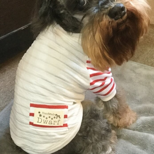 犬服】ラグランボーダーTシャツ☆（レッド×ブラック） ペット服 